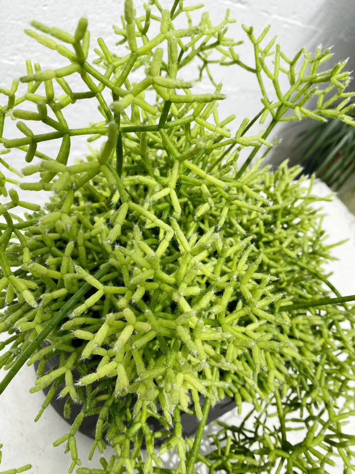 Cây cảnh “khúc xương nhảy múa” gây sốt: Nếu đã chán những loại cây cảnh quen thuộc, bạn có thể thử trồng xương rồng san hô Rhipsalis cereuscula – loài cây độc lạ với dáng như những khúc xương đang nhảy múa.
