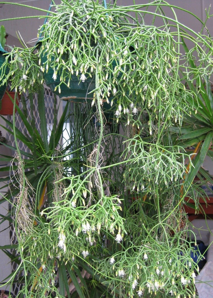 Lựa chọn đáng đầu tư: Với vẻ đẹp độc lạ, ý nghĩa phong thủy và sự dễ chăm sóc, xương rồng san hô là lựa chọn hoàn hảo cho người yêu cây cảnh, vừa trang trí vừa mang lại may mắn.