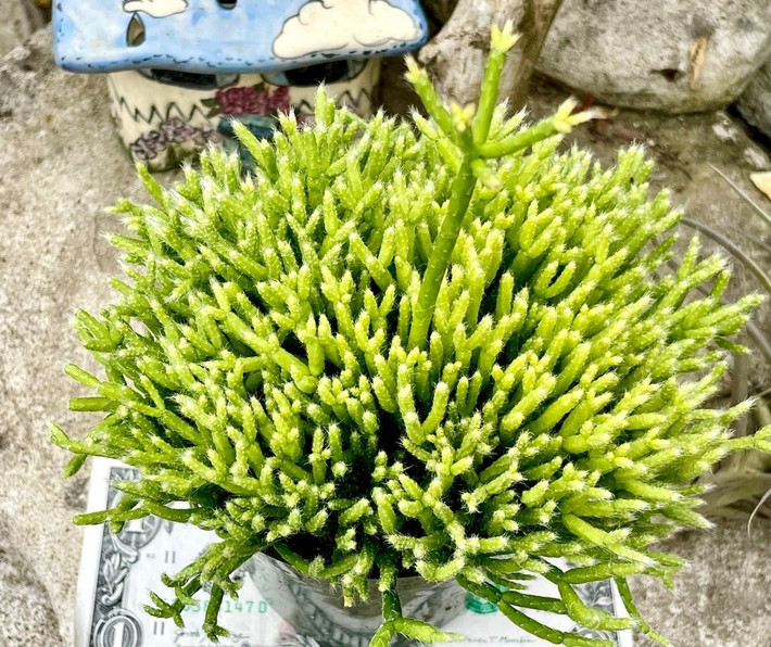Dễ chăm sóc, thích nghi tốt: Cây sống khỏe trong ánh sáng gián tiếp, chịu bóng, không cần tưới nhiều. Nhiệt độ lý tưởng từ 18–24°C và chỉ cần đất thoát nước tốt.