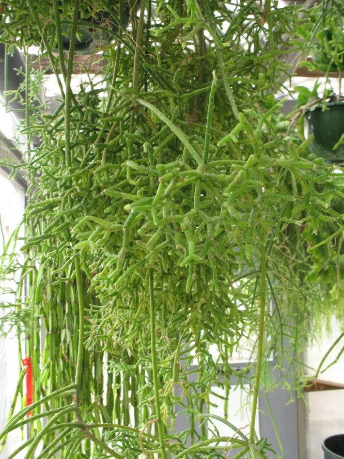 Nguồn gốc từ rừng nhiệt đới: Xương rồng san hô có nguồn gốc ở Trung và Nam Mỹ, mọc biểu sinh trong rừng mưa nhiệt đới. Nhờ vẻ ngoài lạ mắt, ngày nay cây đã được nhân giống và trồng phổ biến khắp thế giới.