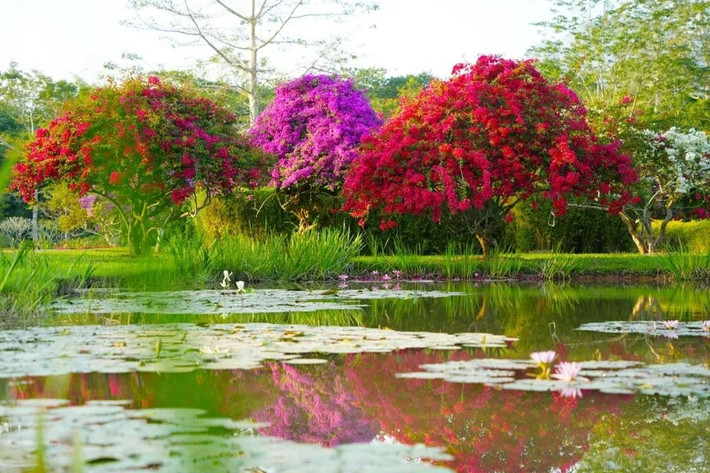 Cây cảnh "quốc dân" khắp ngõ ngách: Hoa giấy là loài cây bạn có thể bắt gặp ở bất cứ đâu: từ vỉa hè, sân vườn, đến ban công chung cư.