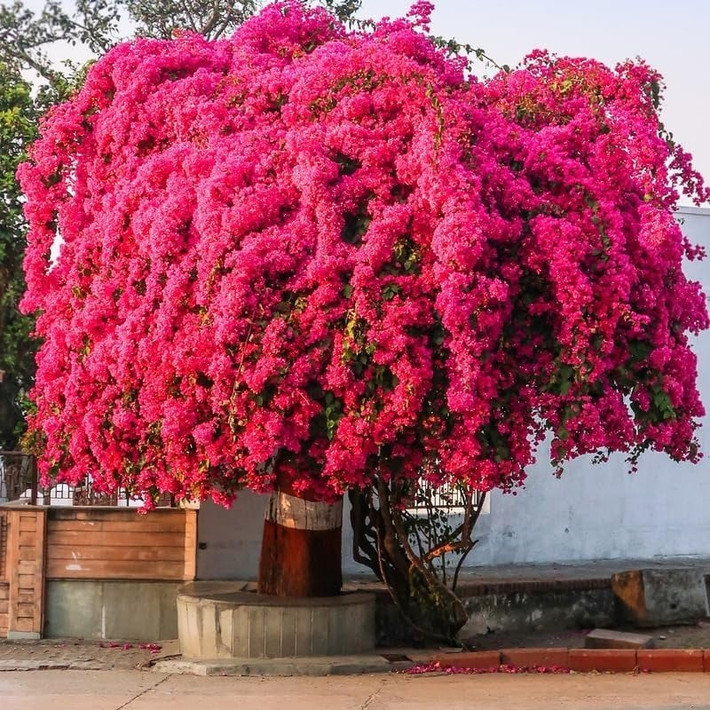 Màu sắc rực rỡ, hoa phủ kín lối đi: Chúng bung nở với đủ sắc màu như hồng, đỏ, cam, vàng, tím… tạo thành những thảm hoa lãng mạn phủ mái hiên, cổng vòm.