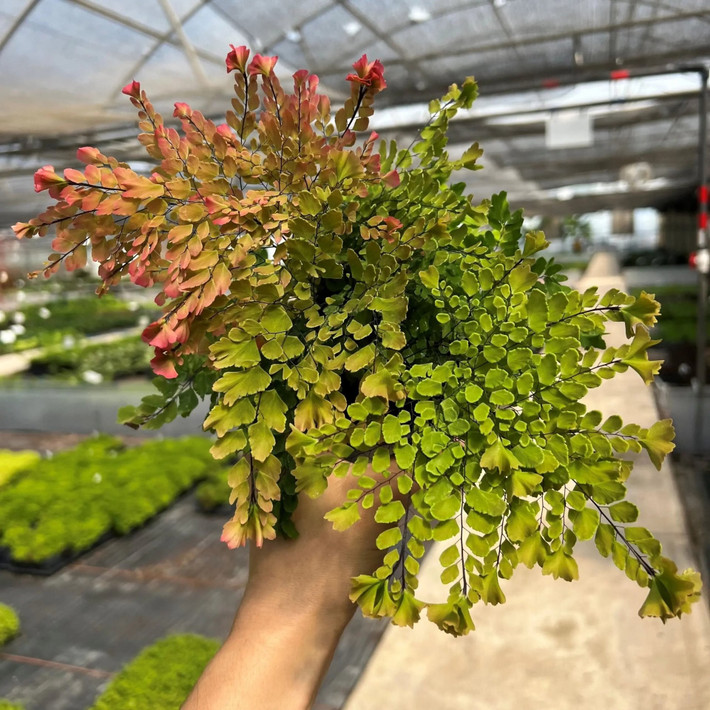 Cây sống lâu, phát triển chậm và bền bỉ. Loài cây này mất tới 3 năm để đạt kích thước trưởng thành và có thể sống đến 15 năm, là điểm nhấn hoàn hảo cho góc râm mát trong nhà hay ngoài vườn.