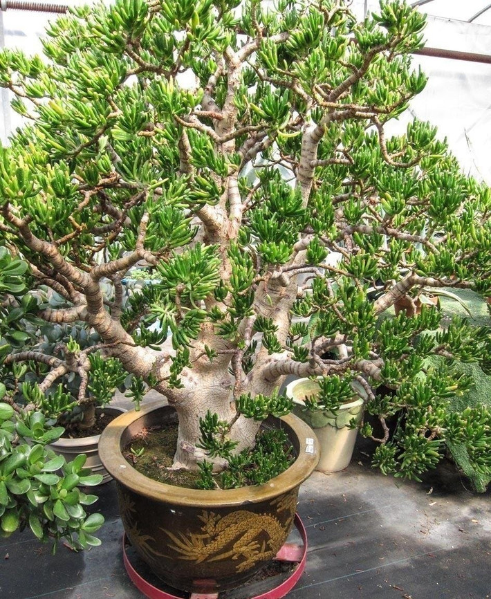 Cây cảnh sen đá hút tiền – mạnh gấp 10 lần trầu bà. Nhiều người lầm tưởng trầu bà dễ sống, ít chăm, nhưng thực tế cây dễ héo úa mùa đông, thối rễ mùa mưa. Trong khi đó, sen đá ống điếu là "vua sống khỏe", sức sống dẻo dai gấp 10 lần!
