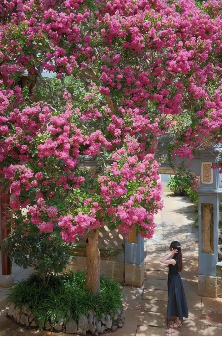 Với tuổi thọ hàng trăm năm, tường vi không chỉ mang lại may mắn lâu dài mà còn tượng trưng cho sự bền vững. Vào mùa hè, sắc hoa bung nở tạo thành tấm thảm màu sắc tuyệt đẹp, khiến sân vườn tràn ngập năng lượng dương tươi mới.