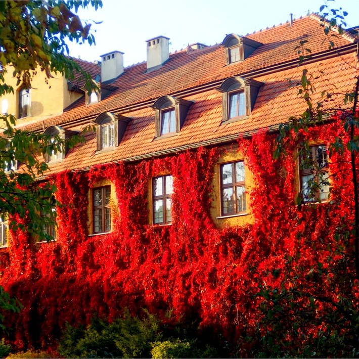 Dây leo Virginia – cây cảnh đa sắc độc đáo của họ nhà nho: Tên khoa học là Parthenocissus quinquefolia, cây thuộc họ Vitaceae. Nó là họ hàng gần với thường xuân Boston, mọc leo mạnh và sống lâu năm.