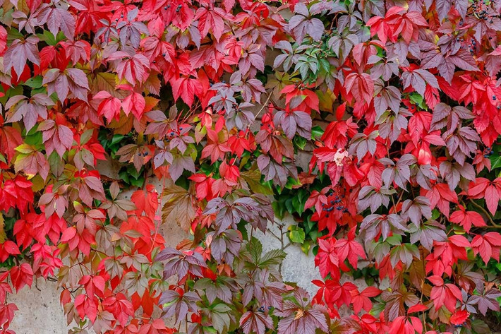 Loài cây cảnh đổi màu rực rỡ, như tắc kè hoa giữa mùa thu: Thường xuân Virginia (Virginia creeper) là lựa chọn hoàn hảo cho ai yêu thích cây cảnh đổi sắc. Vào thu, cây chuyển sang đỏ, tím, vàng – đẹp mê mẩn như tranh vẽ.