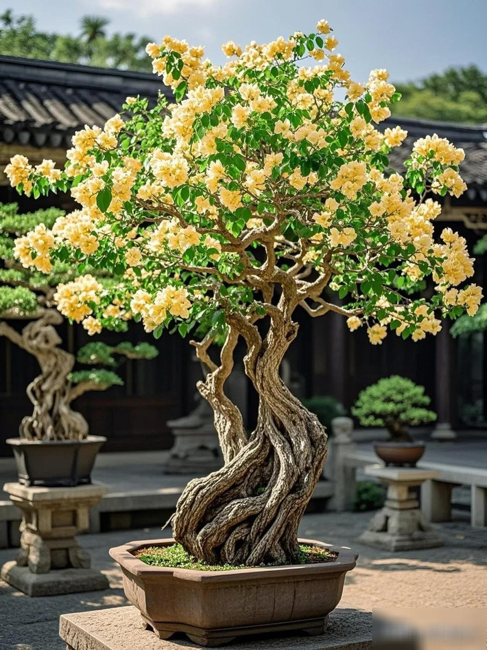 Không sâu bệnh, sống bền bỉ: Hoa giấy gần như miễn nhiễm với sâu bệnh, rất thích hợp trưng bày trong nhà, sân vườn hoặc ban công nhỏ.