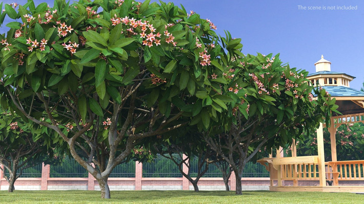6. Hoa sứ: Đèn lồng mùa hè, thanh lọc khí nóng. Hoa sứ thơm dịu, hình dáng đẹp như chiếc đèn lồng, là “yêu tinh mùa hè” giúp giải nhiệt, làm mát phổi, trị cảm nắng và đờm ho. Hoa phơi khô có thể dùng làm thuốc.