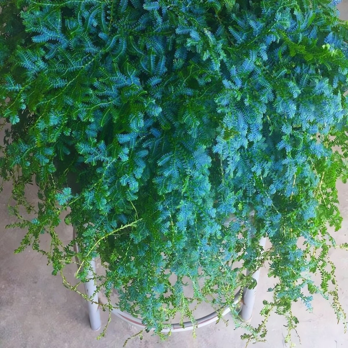 Cây cảnh treo lý tưởng: rủ như thác nước xanh: Cành rêu dài, buông rủ tự nhiên, có thể dài tới một mét. Treo lên cao, chúng tạo hiệu ứng ba chiều như suối chảy, cực kỳ sinh động.