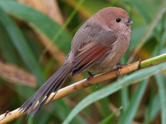 Khướu mỏ dẹt bé (Sinosuthora webbianus) dài 11 - 13cm là loài định cư, không phổ biến tại phía Bắc vùng Tây Bắc và Đông Bắc. Chúng sống ở cây bụi, trảng cỏ, rừng tre nứa lùn và dày, thường di chuyển rất nhanh theo đàn.