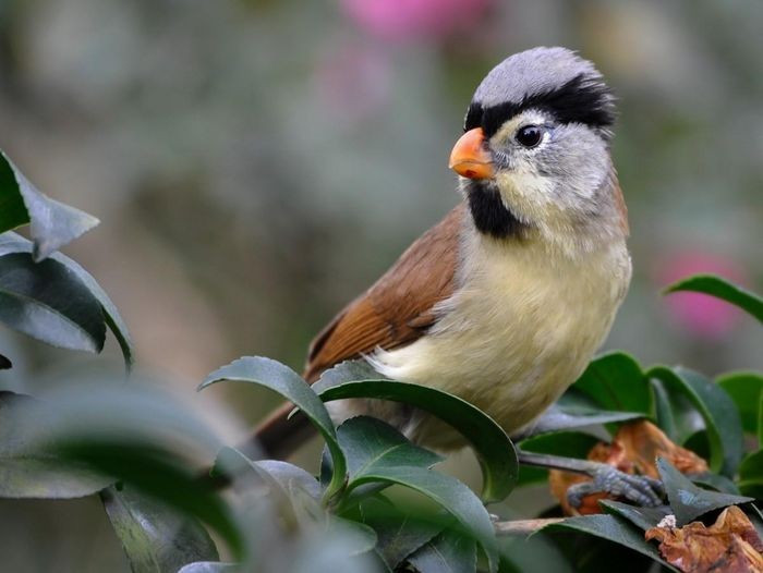 Khướu mỏ dẹt đầu xám (Psittiparus gularis) dài 15 - 19cm là loài định cư, không phổ biến đến tương đối phổ biến tại Tây Bắc, Đông Bắc, Bắc và Trung Trung Bộ. Chúng sống ở rừng lá rộng thường xanh, rừng thứ sinh, cây bụi, bìa rừng, rừng tre nứa, độ cao 1.000 - 1.830m, thường di chuyển nhanh theo đàn kiếm ăn hỗn hợp.