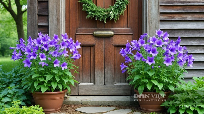 Hoa có nhiều "chị em" sắc màu ngọt ngào Bên cạnh màu xanh lam, họ hàng của Campanula còn có hoa màu trắng, hồng nhạt, tím đậm – tất cả đều mang lại vẻ đẹp nhẹ nhàng, thuần khiết.