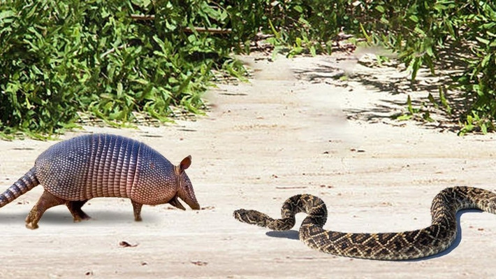 Tê tê Armadillos cũng hoàn toàn có thể giết chết con rắn bằng cách dùng cạnh vẩy cứng cắt đứt thân con rắn