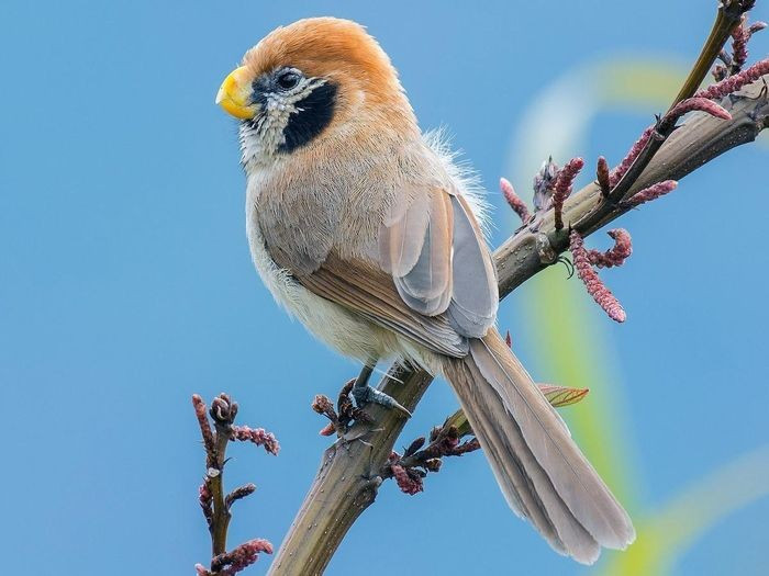 Khướu mỏ dẹt cằm đen (Paradoxornis guttaticollis) dài 18 - 22cm là loài định cư, không phổ biến đến tương đối phổ biến tại Tây Bắc và Đông Bắc. Chúng sống ở rừng thứ sinh, cây bụi, khu vực cỏ cao, tre nứa lùn, độ cao 1.050 - 2.800m, thường di chuyển theo đàn nhỏ.