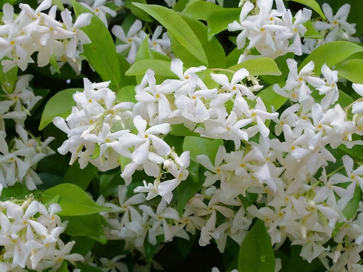 Biểu tượng của tình yêu ngọt ngào và trong sáng. Trong ngôn ngữ hoa, nhài sao tượng trưng cho tình yêu vĩnh cửu, sự thủy chung và sự ngọt ngào. Một món quà ý nghĩa cho gia đình, bạn bè, người thương.