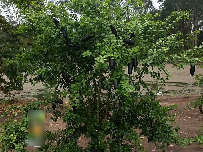 Cây chanh ngón tay là cây bụi thân gỗ nhỏ, gai nhiều, tán rậm – thích hợp trồng làm hàng rào hoặc chậu cảnh sân thượng.