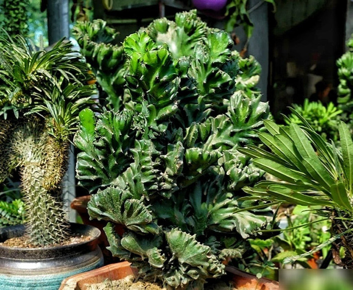Tên gọi ngọc kỳ lân xuất phát từ hình dáng cây giống loài kỳ lân huyền thoại. Người xưa tin rằng, cây tượng trưng cho sự trường tồn, vững chãi và là “cây giữ nhà”, giúp xua đuổi tà khí, bảo vệ gia đình khỏi những điều xui rủi.