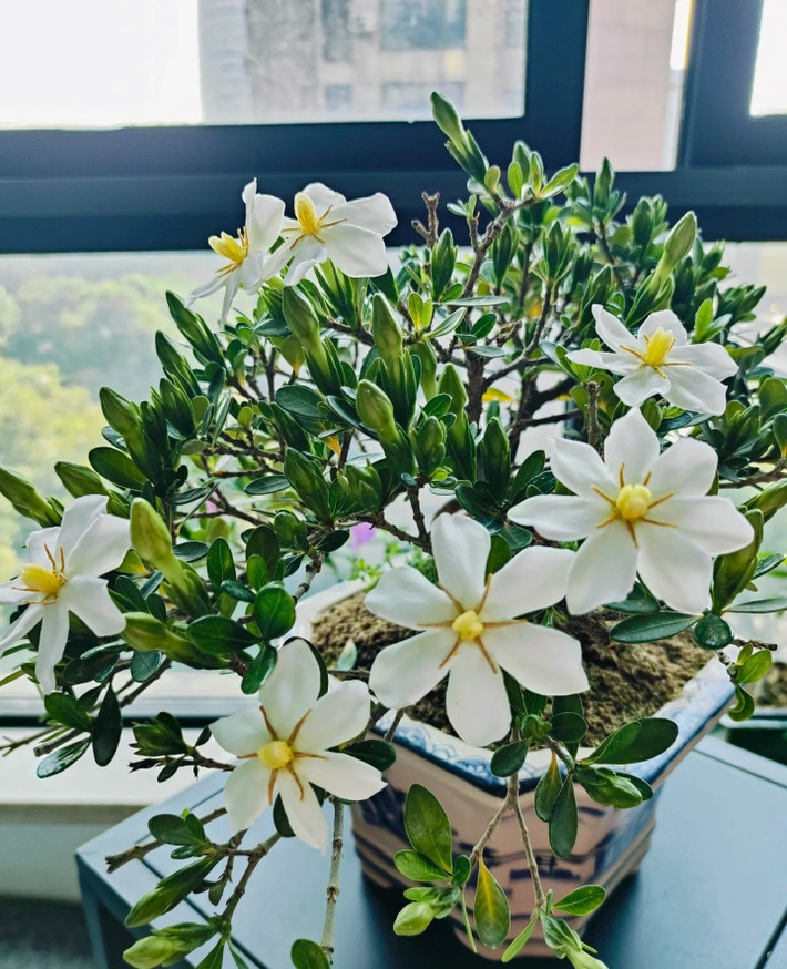Dành dành lùn – “Vương miện ngọc trai” rực rỡ giữa mùa hè: Giữa cái nắng oi ả, bạn cần một loại cây không chỉ đẹp mà còn cứng cáp, chịu nhiệt tốt. Và dành dành lùn, cánh đơn (Gardenia "Kleim's Hardy") chính là cái tên không thể bỏ qua.