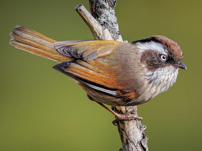 Lách tách mày trắng (Fulvetta vinipectus) dài 11 - 13cm là loài định cư, tương đối phổ biến tại Tây Bắc. Chúng sống ở rừng lá rộng thường xanh nơi trống trải, bìa rừng, cây bụi, rừng tre nứa, độ cao 1.830 - 3.140m.