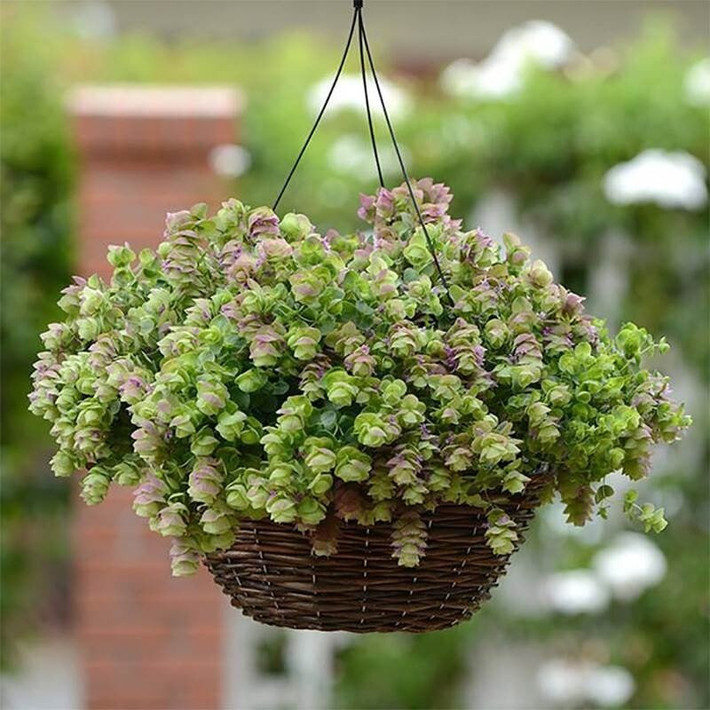 Hoa và lá bắc còn giữ được lâu. Nếu cắt cành cắm bình nước sạch, chúng vẫn tươi suốt nửa tháng, vừa đẹp mắt vừa lạ lùng.