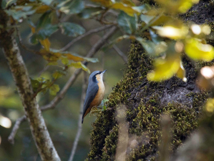 Trèo cây đuôi trắng (Sitta himalayensis) dài 12cm, là loài định cư không phổ biến tại Tây Bắc, có thể quan sát ở VQG Hoàng Liên Sa Pa.