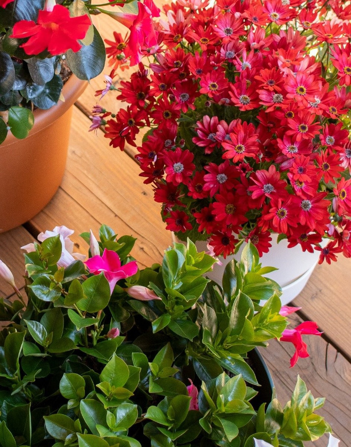 Trong thế giới cây cảnh nhỏ gọn, dễ chăm sóc, nhiều người nghĩ đến cây sống đời. Nhưng khi so với vẻ đẹp rực rỡ, sống đời dường như lu mờ trước cúc Senetti.