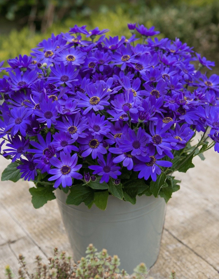 Nguồn gốc từ vùng nhiệt đới, Senetti chinh phục người yêu hoa nhờ màu sắc rực rỡ, ý nghĩa phong thủy may mắn và khả năng mang lại năng lượng tích cực.