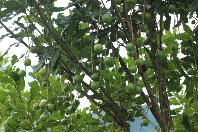 1. Hạt ngon Việt Nam, giá đắt đỏ bậc nhất thế giới. Hạt mắc ca – loại hạt thơm béo trồng nhiều ở Việt Nam – đang được bán với giá lên tới 30 USD cho mỗi 0,45 kg, đắt gấp đôi so với hạnh nhân.