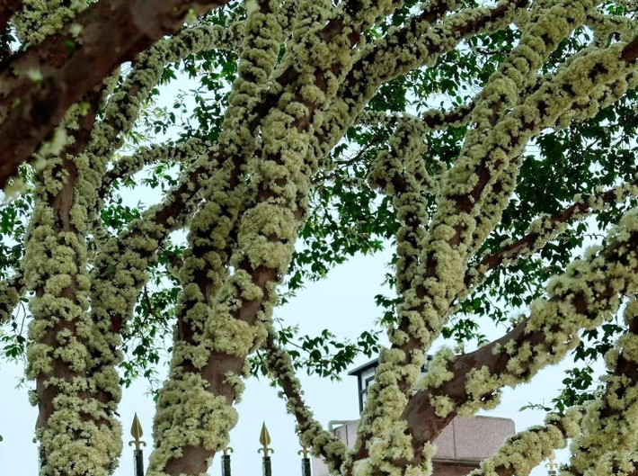 Trái sai khủng, dáng lạ mắt Cây ra quả nhiều đến bất ngờ, chen chúc trên thân, khiến ai nhìn cũng phải tò mò. Chính điều này đã biến nó thành “ngôi sao” trong thế giới cây cảnh.