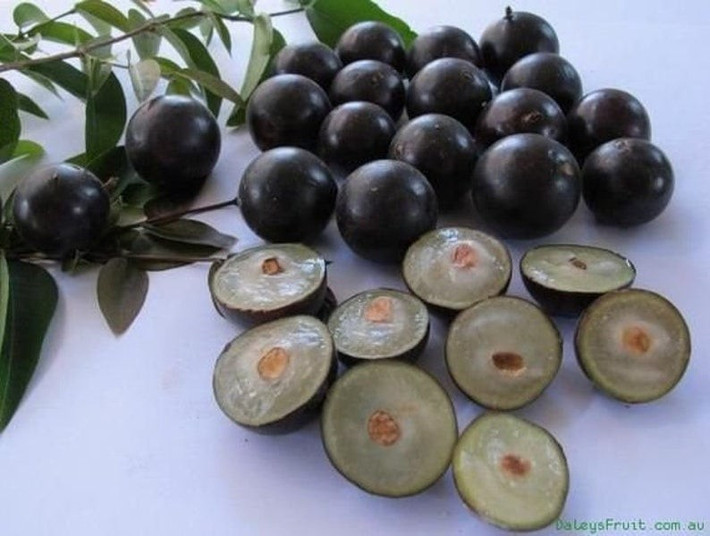 Kho báu dinh dưỡng từ thiên nhiên Quả chứa vitamin C, B, chất chống oxy hóa như anthocyanin, giúp đẹp da, chống lão hóa. Chất xơ và khoáng cũng góp phần bảo vệ sức khỏe đường ruột.