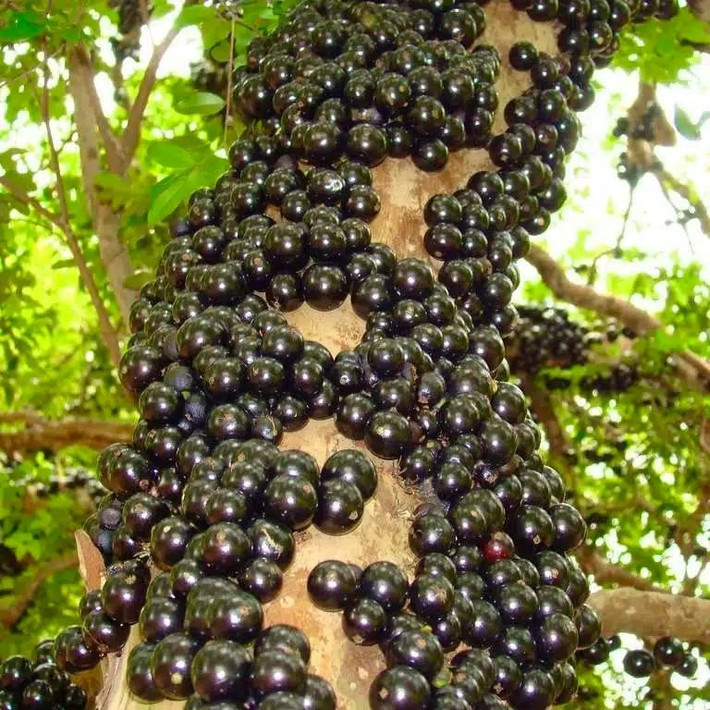 Vẻ đẹp sang chảnh từ quả mọng tím Khi chín, nho thân gỗ có màu tím sẫm, tròn bóng, trông như trứng cá đen đắt đỏ. Cắn một miếng, vị chua ngọt bung tỏa, để lại dư vị thanh mát dài lâu.