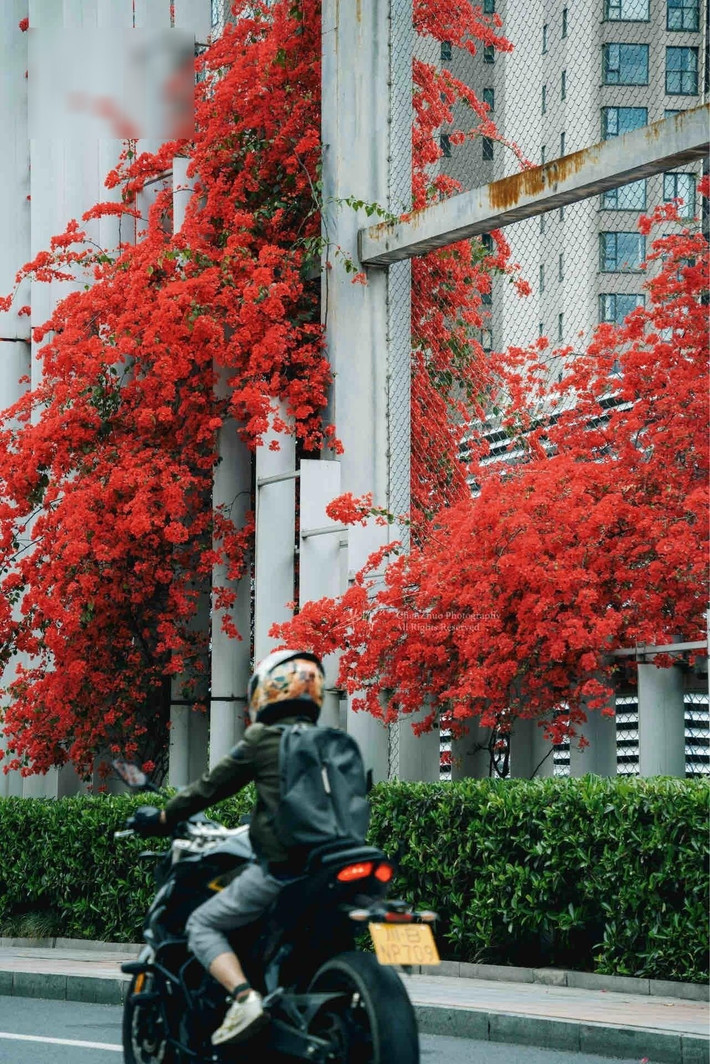 Là cây leo xum xuê, hoa giấy tượng trưng cho sự che chở, đủ đầy và ngăn tà khí. Màu đỏ mang đến tài lộc, may mắn, thịnh vượng – rất được ưa chuộng đặt trước nhà, cổng, ban công.
