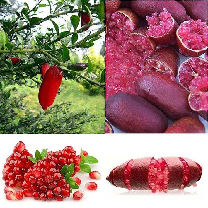 Cắt cành thường xuyên để thông thoáng, hạn chế sâu bệnh, giúp cây phát triển đều và tạo hình đẹp.