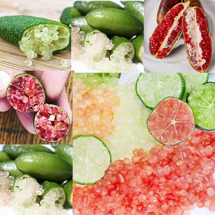 Chanh ngón tay dễ bị sâu bướm, rệp, châu chấu và bệnh Melanose – nên kiểm tra thường xuyên, xử lý kịp thời.