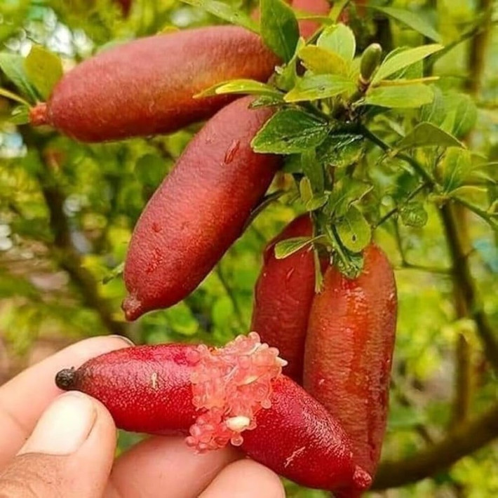 Vì hiếm nên giá chanh ngón tay luôn cao, khó mua. Chúng thường được dùng trong món cao cấp như cá hồi, hàu, bít tết…