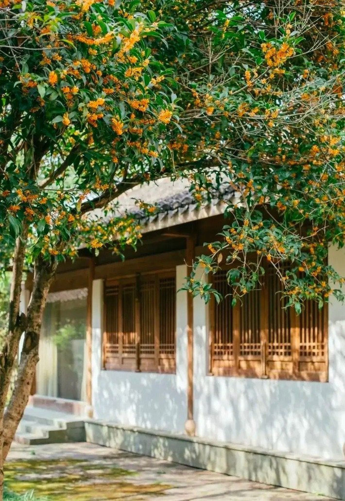 Không chỉ đẹp, mộc hương còn có khả năng lọc không khí, diệt khuẩn, mang lại môi trường sống trong lành, dễ chịu. Càng trồng lâu năm, cây càng tươi tốt, rễ bám chắc – biểu tượng của sự bền vững và an yên.