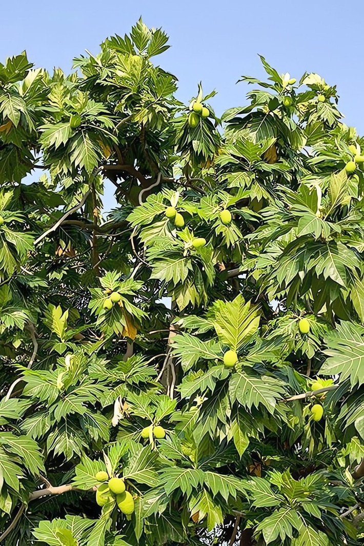 Trong phong thủy, cây bánh mì tượng trưng cho sự sung túc, may mắn, ấm no và nhắc nhở sự kiên nhẫn, bền bỉ để đạt thành công.