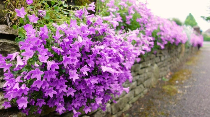 Kích thước nhỏ gọn, hiệu ứng thị giác lớn Với hoa nhỏ đường kính 3–3,5 cm, cao 1,5–2 cm, Campanula là lựa chọn hàng đầu cho những ai yêu vẻ đẹp thanh lịch, không phô trương mà đầy thu hút.