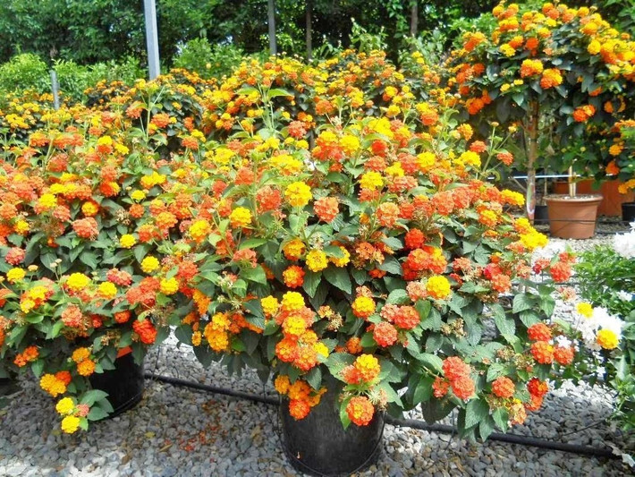 Bức tranh cảm xúc rực rỡ trước hiên nhà.Cây hoa ngũ sắc như bức tranh sống động phản chiếu cảm xúc đời người. Mỗi sắc hoa là một cung bậc – niềm vui, nỗi buồn, giận dữ, hạnh phúc – rực rỡ nhưng dung hòa.