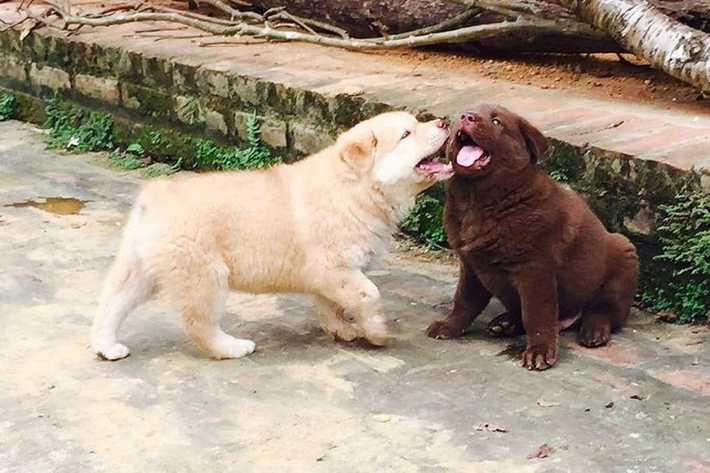Giống chó H'Mông Cộc ngay từ khi sinh ra rất thông minh, nhanh nhẹn và trí nhớ vô cùng tốt nhưng cũng không kém phần hung dữ. Điểm nổi trội nhất ở chó H'Mông Cộc chính là khả năng định hướng và ghi nhớ đường cực đỉnh, vì thế nên chúng luôn là người bạn đồng hành của đồng bào dân tộc người H'Mông mỗi khi đi vào rừng để săn bắn, hái lượm.