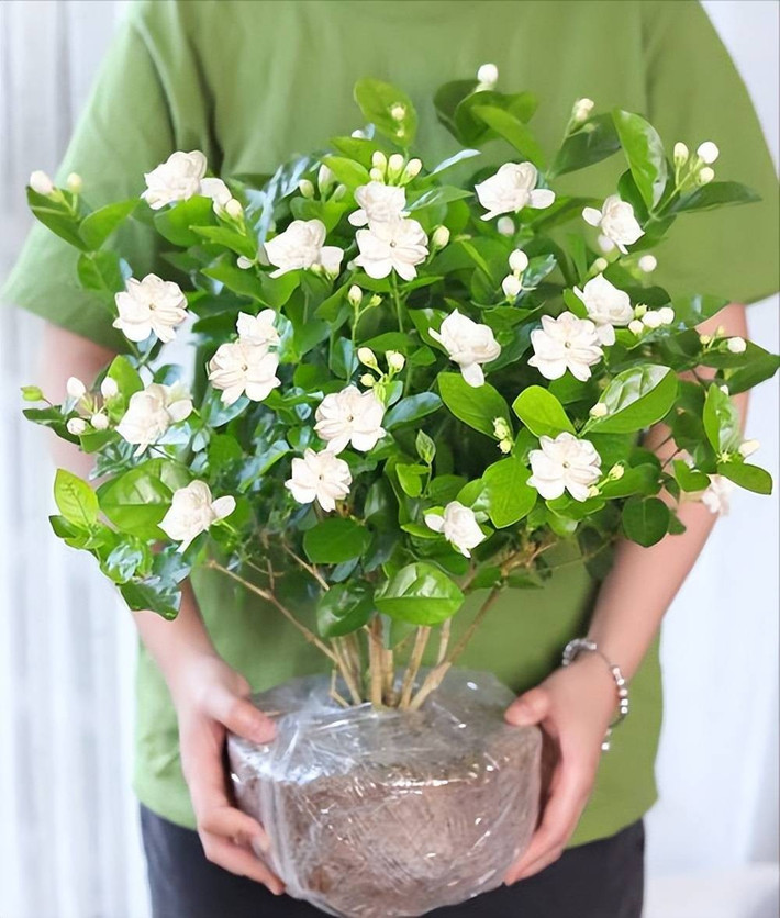 Trong phong thủy, hoa nhài biểu trưng cho tình yêu thuần khiết, bền vững. Cây phù hợp đặt ở ban công, phòng khách, giúp xua đuổi tà khí, kích hoạt tài vận, đặc biệt tốt cho người mệnh kim và thủy.