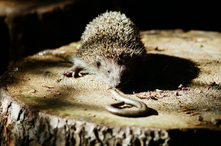 Nhím Hedgehog sở hữu bộ lông đầy gai nhọn, kèm khả năng miễn dịch nọc độc của rắn nên có thể tấn công, cắn nát cổ rắn