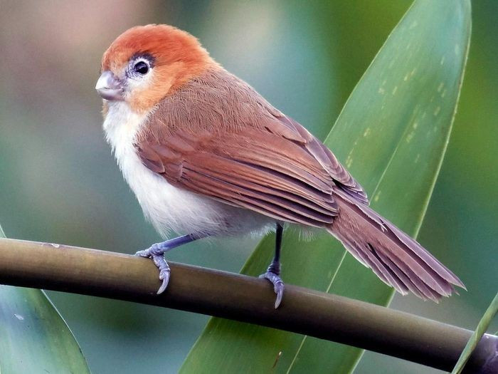 Khướu mỏ dẹt đầu hung (Chleuasicus atrosuperciliaris) dài 15 - 16cm là loài định cư hiếm đến không phổ biến tại Tây Bắc, Đông Bắc. Chúng sống ở rừng tre nứa bên trong hoặc gần rừng lá rộng thường xanh, bìa rừng, độ cao 550 - 2.100m, thường di chuyển theo đàn nhỏ.