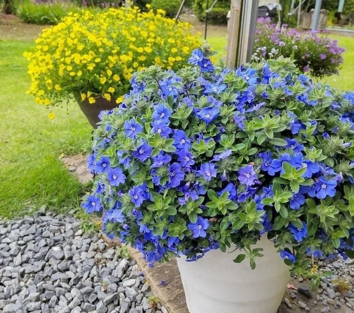 Mỗi khi nắng nóng kéo đến, cây cảnh bắt đầu rơi vào trạng thái “kiệt sức”. Mùa hè đi qua, cũng là lúc nhiều loài hoa rụng tơi tả, lá úa vàng, người trồng thì tiếc nuối.