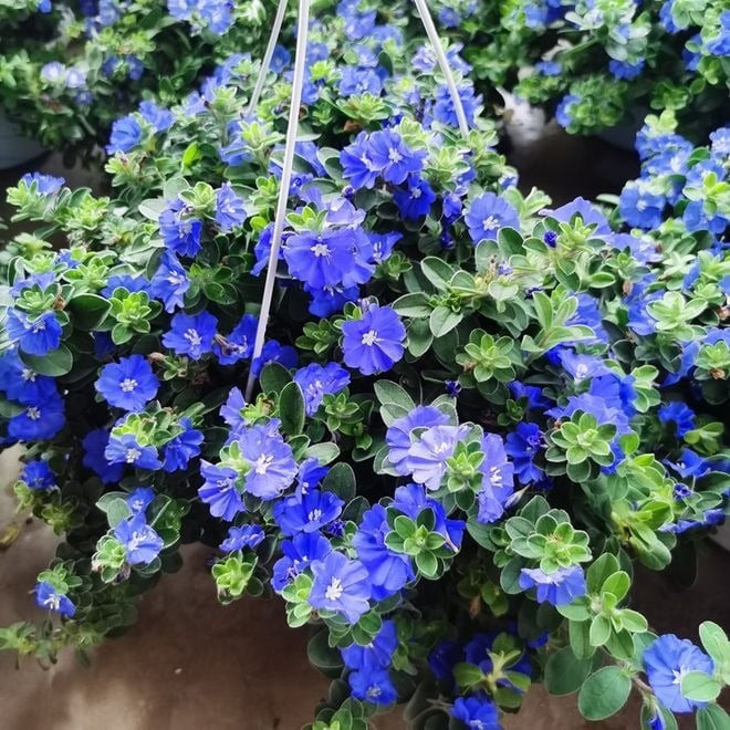 Sắc hoa xanh lam trong vắt như bầu trời dịu dàng giữa ngày hè. Đó là lý do người chơi cây gọi nó bằng biệt danh đầy chất thơ: “blue my mind” – tâm hồn xanh của tôi.