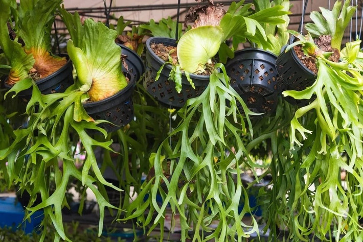 Sự độc đáo của dương xỉ sừng hươu khiến bất kỳ ai cũng phải mở to mắt, ngắm nhìn thật kỹ từng chi tiết kỳ lạ của nó.