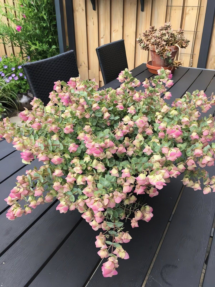Kinh giới cảnh (Origanum “Kent Beauty”) là một loại cây bụi bán thường xanh, thân rủ duyên dáng, mang những cặp lá tròn xanh tươi và tỏa hương thơm nhẹ nhàng.