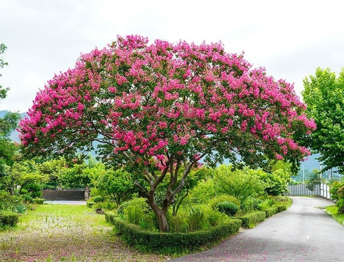 8. Vừa là cảnh đẹp, vừa là dược liệu quý: Toàn thân cây – từ rễ, lá, hoa đến hạt – đều có thể làm thuốc. Vỏ cây giúp cầm máu, giải độc. Hoa trị đau sau sinh, tiêu độc cho trẻ nhỏ. Hạt trừ sâu, lá trị tiêu chảy, thân chữa viêm gan, gãy xương… Một kho dược liệu quý ẩn sau vẻ ngoài mong manh.