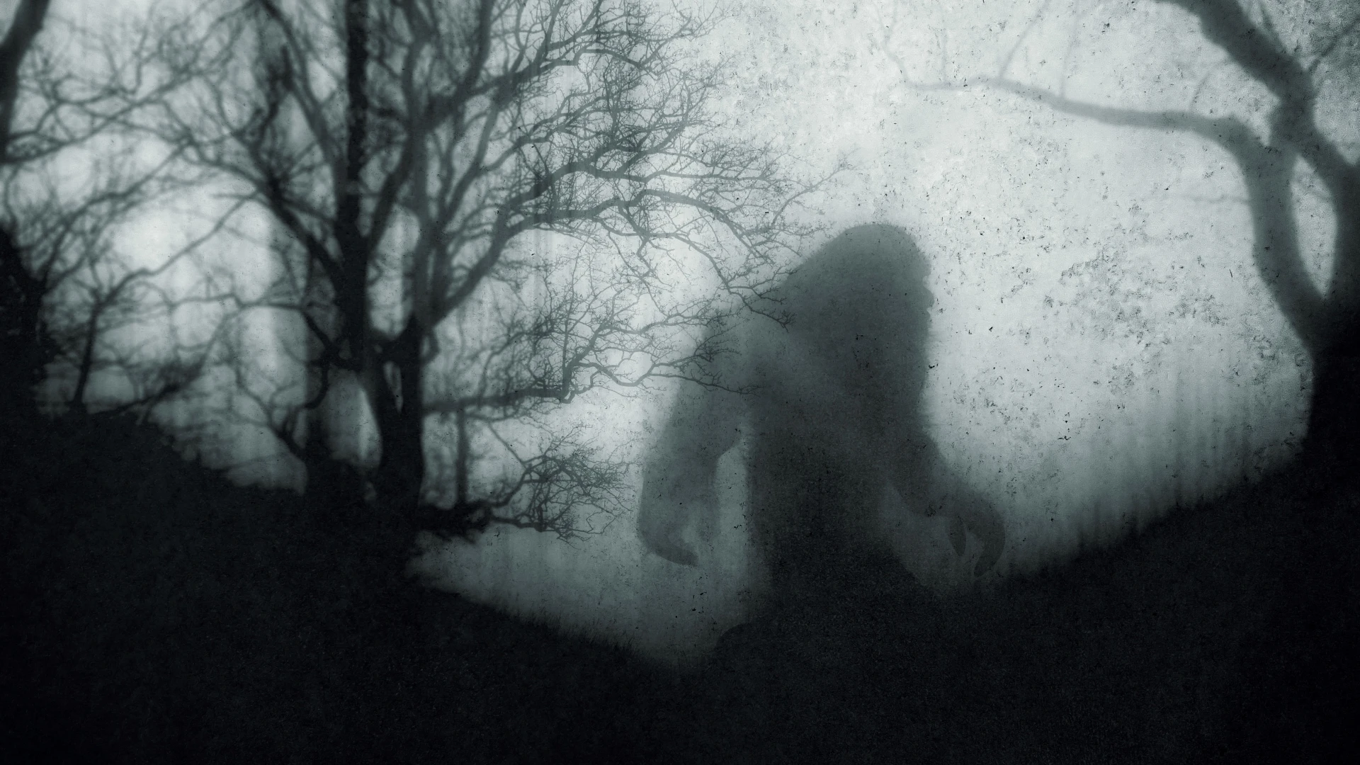 Bất ngờ bắt gặp quái vật Bigfoot to lớn trong rừng?